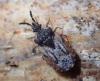 Aradus depressus